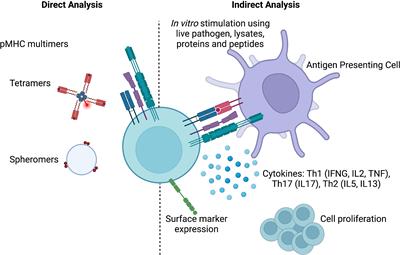 Antigen-specificity measurements are the key to understanding T cell responses